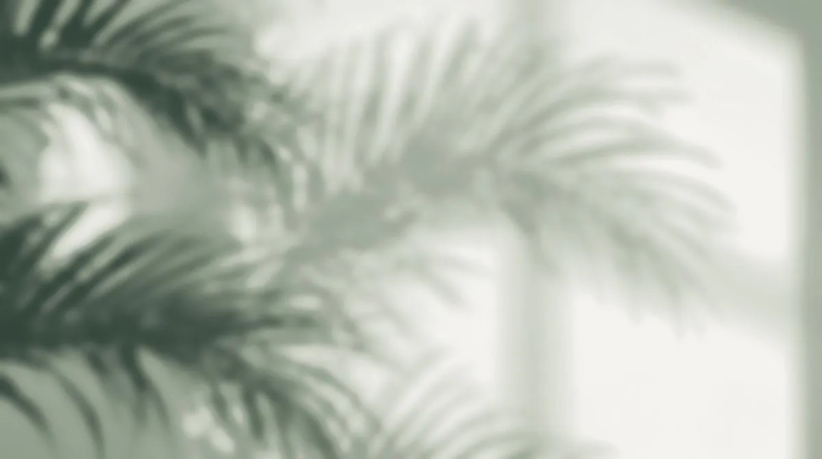 The soft shadow of a palm frond on a pale wall